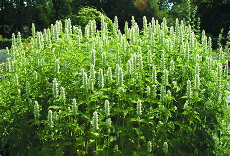 Anisört, anisisop Agastache rugosa ‘Album’ | Sveriges Trädgårdsmästare