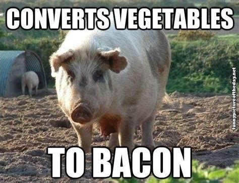 Converts Vegetables To Bacon Funny Pig Humor Funny Pigs Funny