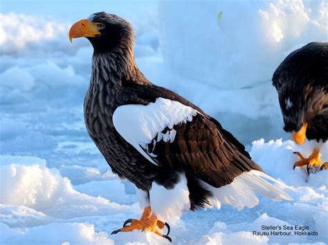 Steller S Sea Eagle Steller S Sea Eagle Rausu Harbour Ho Peter