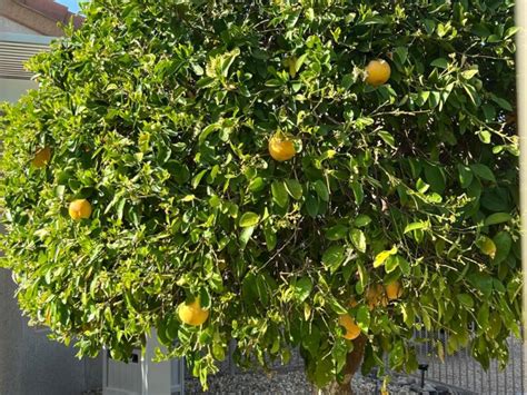 Citrus Tree – Grapefruit | Elgin Nursery & Tree Farm: Phoenix, AZ