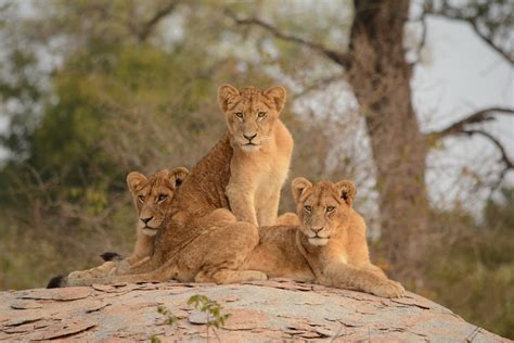 Is The Kruger National Park Open Secret Africa