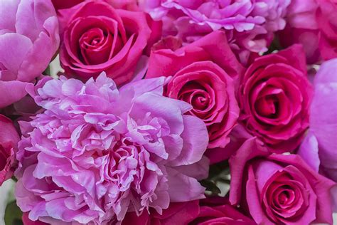 Pink Roses And Peonies Please Photograph By Rich Franco