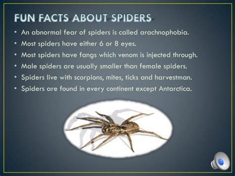 Interesting Facts About Spiders Image To U