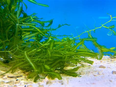 Caulerpa Taxifolia: The Serial Killer Algae - Ocean Info