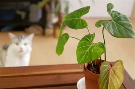Philodendron Toxic To Cats A Comprehensive Guide Xu Farm
