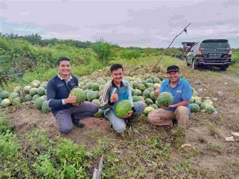 GoRiau Petani Muda Sukses Berkebun Semangka Raup Untung Puluhan Juta