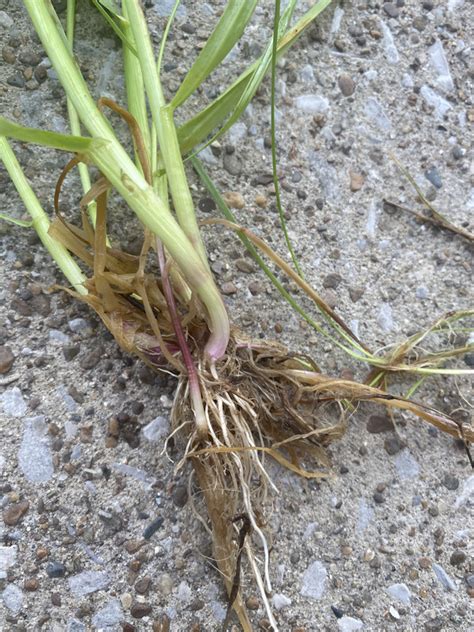 Quackgrass Identification