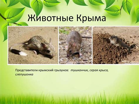 Растения Крыма - презентация онлайн