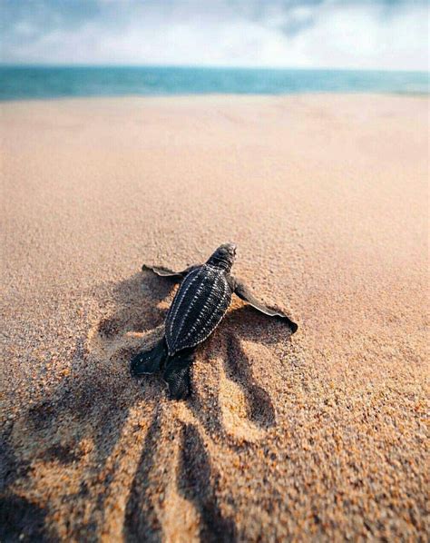 Leatherback Sea Turtle Wallpapers - Wallpaper Cave