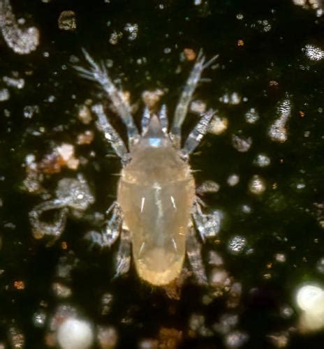 Prostigmata Rhagidiidae Rhagidiidae Andalousie Occidentale Le