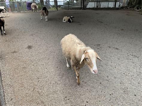 Domestic Sheep Zoochat