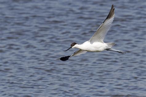 Avocette L Gante Recurvirostra Avosetta B Benoit Lallement