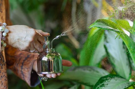 Qual é A Melhor Hora Para Regar Suas Plantas Casa Br