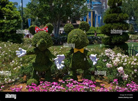 Mickey And Minnie Mouse Topiary Shrub At Walt Disney World Resort In