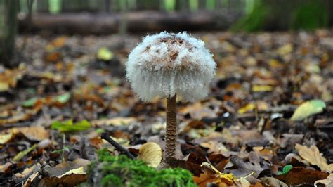 X Wallpaper White And Brown Mushroom Peakpx