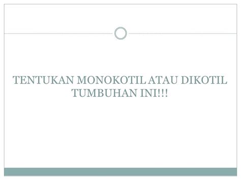 Monokotil Dan Dikotil Monokotil Tumbuhan Berkeping Dikotil