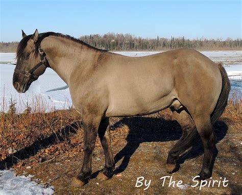 grullo - Quarter Horse stallion Jaz Poco Mouse | Horses, Grulla horse ...