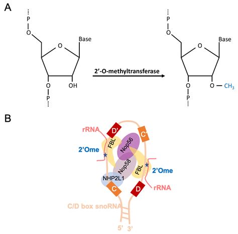 Ribosomal Rna Diagram