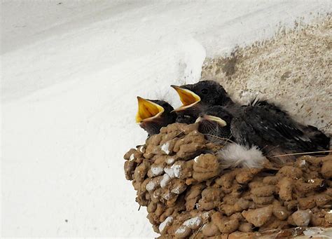 můj FOTO svět Vlaštovka obecná Hirundo rustica