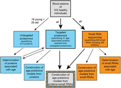 Age Prediction From Human Blood Plasma Using Proteomic And Small Rna