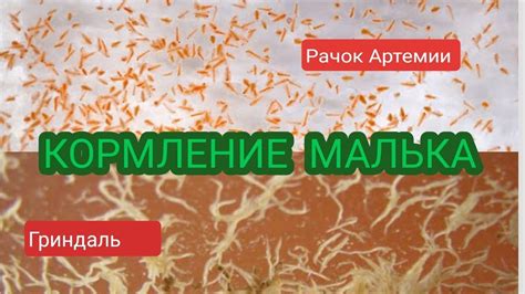 Кормление малька. - YouTube