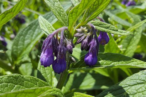 Smeerwortel Symphytum Officinale Jouwvoedselbosje Nl