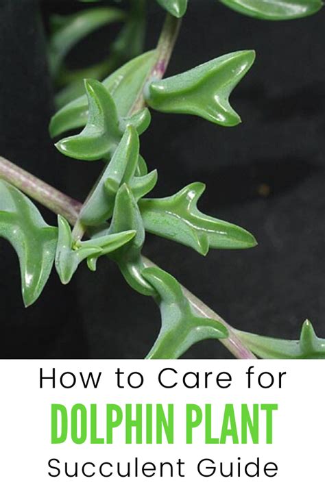 How To Repot A Dolphin Plant At Eduardo Hendrix Blog