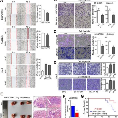 Proposed Working Model Of Fatp Mediated Effects On Hcc Cells The Loss