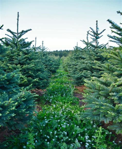 Noble Fir Linn County Small Woodlands Association
