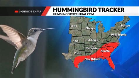 Fall Hummingbird Migration Map Winter Predictions