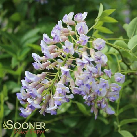 Blue Moon Wisteria Sooner Plant Farm