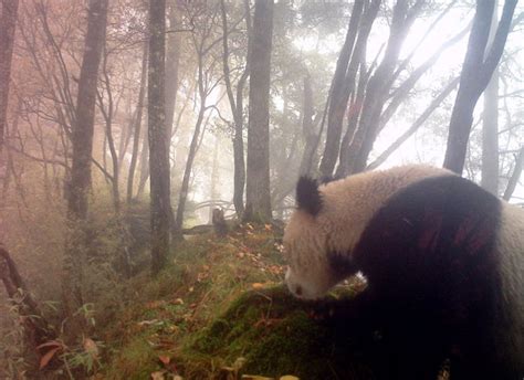 Pandas Gigantes Silvestres Madre Y Cachorro Avistados Por C Mara En