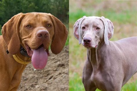 Vizsla vs Weimaraner: What's the Difference? How to Tell?