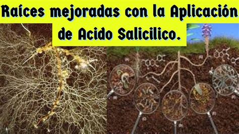 ACIDO SALICILICO Y SUS BENEFICIOS EN LA AGRICULTURA YouTube