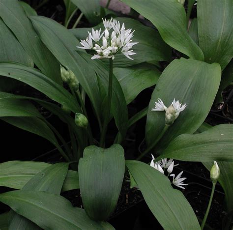 B Rlauch Allium Ursinum Kr Uterei Bioland G Rtnerei