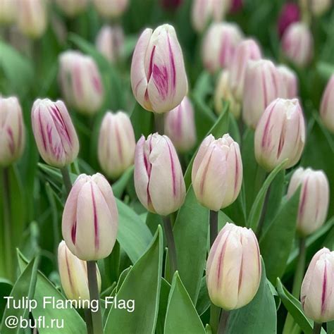 Tulip Flaming Flag авторское фото BUFL RU