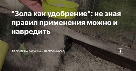 "Зола как удобрение": не зная правил применения можно и навредить ...