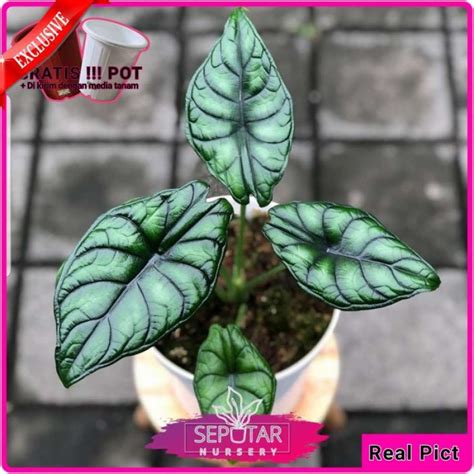 Jual Alocasia Dragon Scale Tanaman Hias Alocasia Dragon Scale Pot