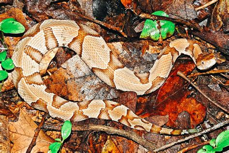 Banded Water Snake Versus Copperhead Outlet Headhesgech