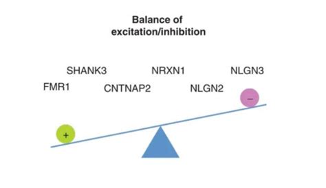 Image Illustrating The Factors That Influence The Excitation Inhibition