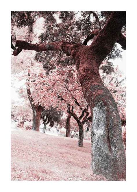 Pink Trees No Plakat Natur Gallerix Home Dk