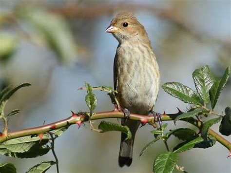 Indigo Bunting Female