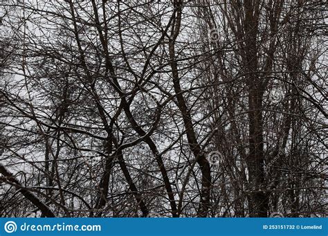 Arbres Nus Recouverts De Ciel Gris Neige Photo Stock Image Du Arbre