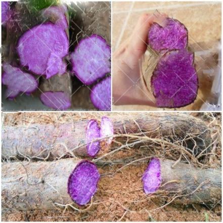 Organic Purple Sweet Potato Seeds Pack Of Bestseedsonline