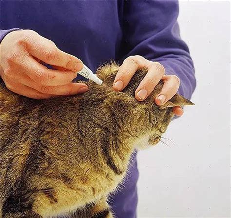 Где У Кота Холка Фото