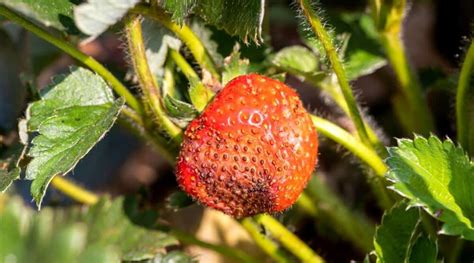 15 Common Problems With Strawberry Plants