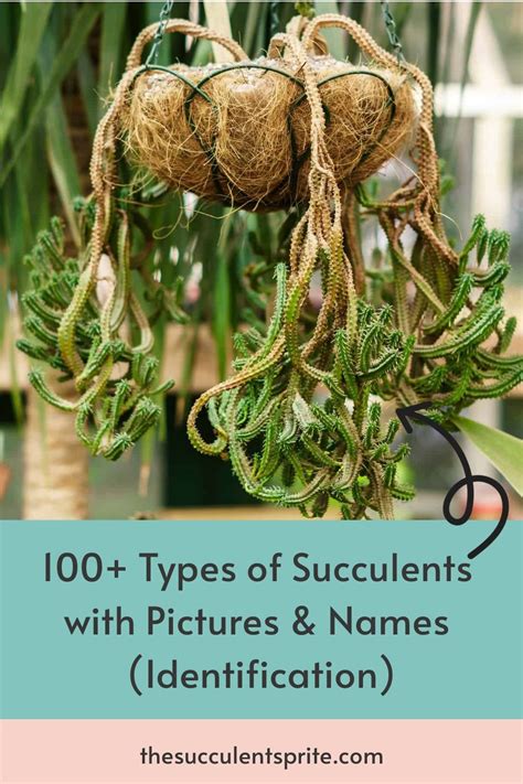 Types Of Succulents With Pictures Names Identification Types