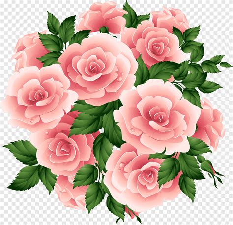 Garden Roses Flower Pink Roses Herbaceous Plant Cdr Png Pngegg