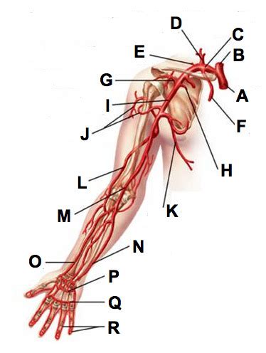 A Upper Limb Arteries And Veins Flashcards Quizlet