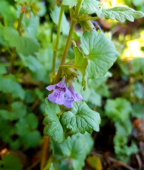 Bluszczyk Kurdybanek Glechoma Hederacea L Planeta Natury